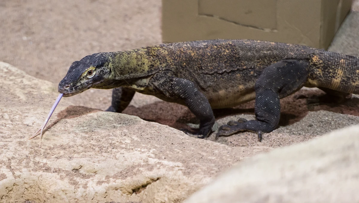 Wyspa Komodo będzie niedostępna przez cały przyszły rok. Taką decyzję podjął rząd Indonezji. Cel - ochrona zamieszkującego tę wyspę rzadkiego i zagrożonego gatunku waranów, nazywanych "ostatnimi smokami na świecie".