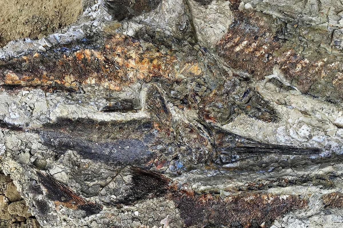 O sensacyjnym odkryciu paleontologów z University of Kansas i University of Manchester na stanowisku Tanis w Północnej Dakocie mówiło się już od pewnego czasu. Od wczoraj to już oficjalne. Publikacja, która ukazała się w czasopiśmie "Proceedings of the National Academy of Sciences" opisuje niezwykłe cmentarzysko ze szczątkami zwierząt i ryb w rejonie Hell Creek Formation. To one znalazły się prawdopodobnie wśród pierwszych ofiar uderzenia planetoidy, która około 66 milionów lat temu doprowadziła do wyginięcia dinozaurów. Ofiary z Tanis zginęły w wyniku trzęsień ziemi, gwałtownych przypływów i w końcu gigantycznej fali tsunami.