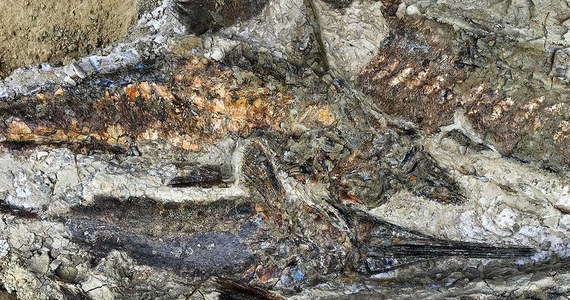 O sensacyjnym odkryciu paleontologów z University of Kansas i University of Manchester na stanowisku Tanis w Północnej Dakocie mówiło się już od pewnego czasu. Od wczoraj to już oficjalne. Publikacja, która ukazała się w czasopiśmie "Proceedings of the National Academy of Sciences" opisuje niezwykłe cmentarzysko ze szczątkami zwierząt i ryb w rejonie Hell Creek Formation. To one znalazły się prawdopodobnie wśród pierwszych ofiar uderzenia planetoidy, która około 66 milionów lat temu doprowadziła do wyginięcia dinozaurów. Ofiary z Tanis zginęły w wyniku trzęsień ziemi, gwałtownych przypływów i w końcu gigantycznej fali tsunami.