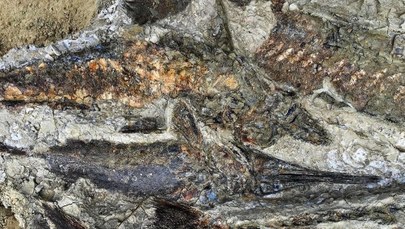 Znaleziono cmentarzysko pierwszych ofiar planetoidy, która zabiła dinozaury