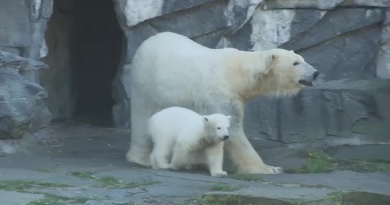 Hertha – tak brzmi imię, które berliński ogród zoologiczny nadał czteromiesięcznemu niedźwiedziowi polarnemu. Nowa gwiazda zoo przyszła na świat 4 grudnia. Imię dla niedźwiedzicy pochodzi od nazwy stołecznego klubu piłkarskiego Hertha BSC, który adoptował zwierzę.