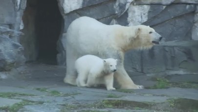 Oto Hertha. Berlińskie zoo nadało imię niedźwiadkowi polarnemu