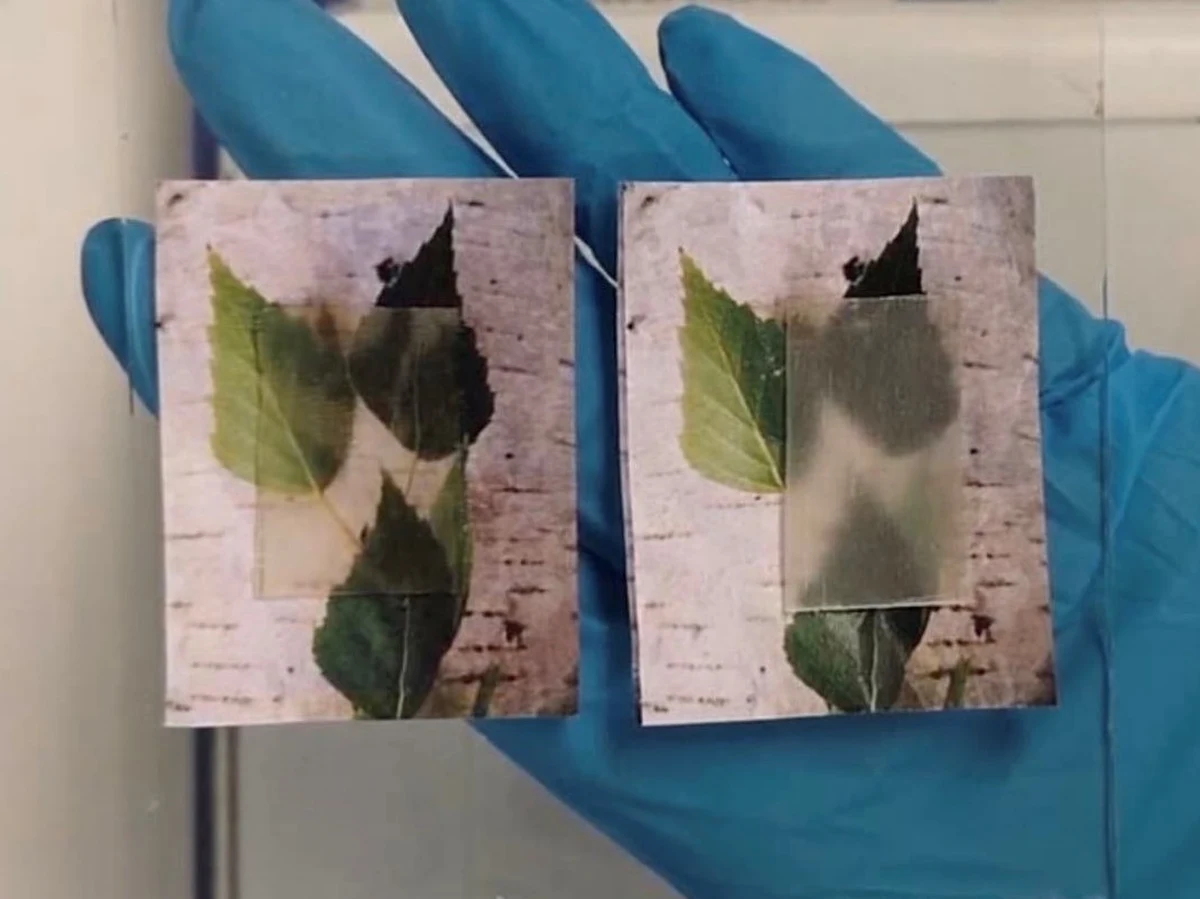 Drewno jest tradycyjnym i niezmiennie popularnym materiałem budowlanym - a szwedzcy naukowcy mają pomysł, jak tę popularność jeszcze zwiększyć. Rozwijają technologię wytwarzania... przezroczystego drewna: ekologicznego materiału, którego właściwości mogą też pomóc w obniżaniu ilości zużywanej energii. Najnowsze wyniki badań ogłosili właśnie w Orlando na Florydzie podczas konferencji American Chemical Society Spring 2019 National Meeting & Exposition.