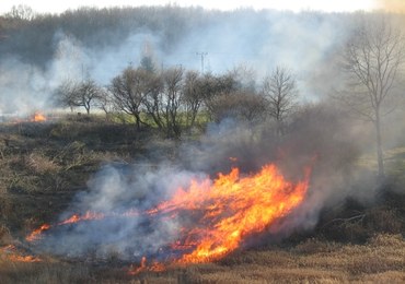 Wystąpiła nawet burza ogniowa. Pożar w Mrzeżynie opanowany