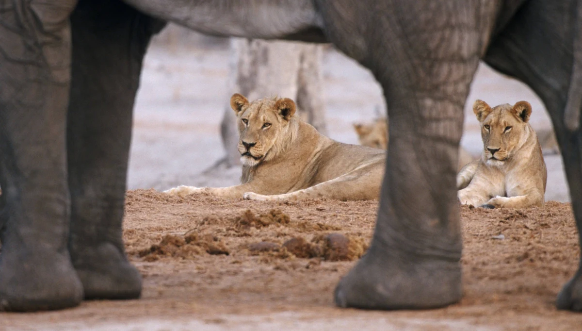 ​Kłusownik został zabity przez słonia w parku narodowym w Republice Południowej Afryki. Jego ciało następnie zjadły lwy.
