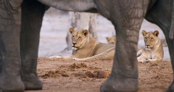 ​Kłusownik został zabity przez słonia w parku narodowym w Republice Południowej Afryki. Jego ciało następnie zjadły lwy.