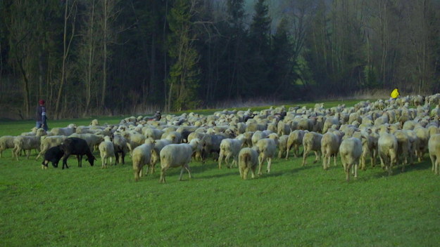 Niezwykły świat współczesnych polskich górali. Z gór czerpią odwagę, siłę, zręczność oraz zamiłowanie do wolności. Wyróżnia ich gwara, tradycyjne stroje, oryginalne zwyczaje i hardy charakter. Jak radzą sobie z wyzwaniami XXI wieku? 