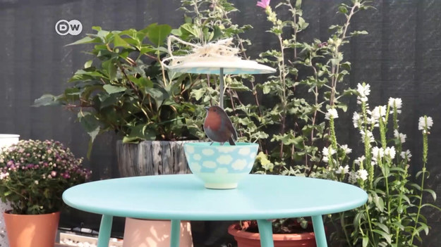 Talerzyk i miska z tworzywa sztucznego posłużą do zbudowania stojącego lub wiszącego karmnika dla ptaków. Możesz ugościć ptaszki na swoim balkonie albo w ogrodzie niezależnie od pogody, bo ziarna będą mieć ochronę przed deszczem.