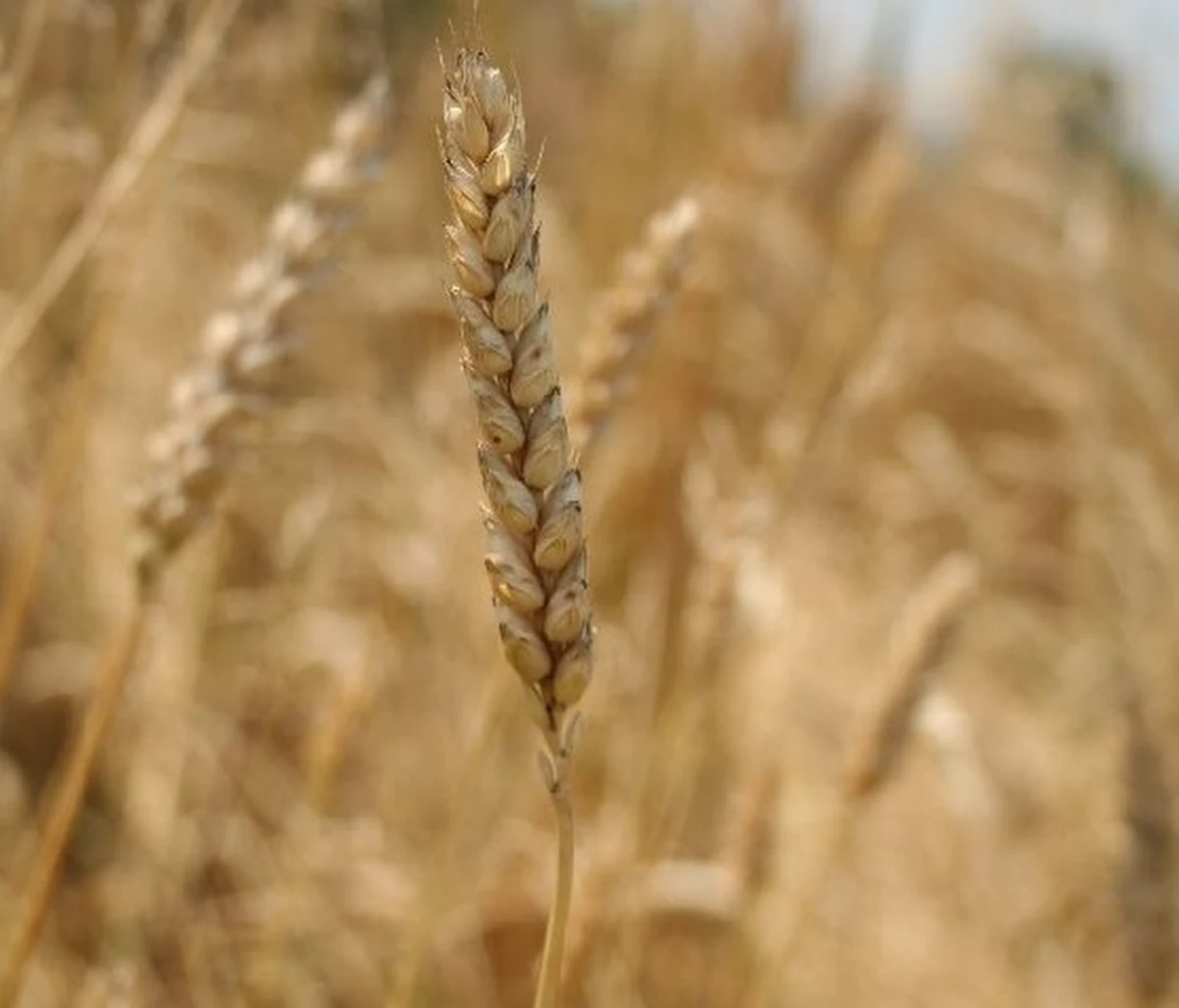 Międzynarodowa grupa naukowców rozkodowała genom pszenicy durum, jednego ze zbóż o kluczowym znaczeniu dla wyżywienia świata. Zadanie nie było łatwe, bo genom Triticum durum jest czterokrotnie większy od genomu człowieka. Zdaniem autorów pracy, opublikowanej w czasopiśmie "Nature Genetics" ta wiedza pomoże w tworzeniu nowych standardów uprawy i bezpieczeństwa powstających z niej produktów. Pszenica durum służy do produkcji semoliny, z której powstają makarony. W pracy uczestniczyło 60 naukowców z 7 krajów, ale nietrudno zrozumieć, dlaczego kluczową rolę w badaniach odgrywali naukowcy z Council for Agricultural Research and Economics (CREA) we Włoszech.