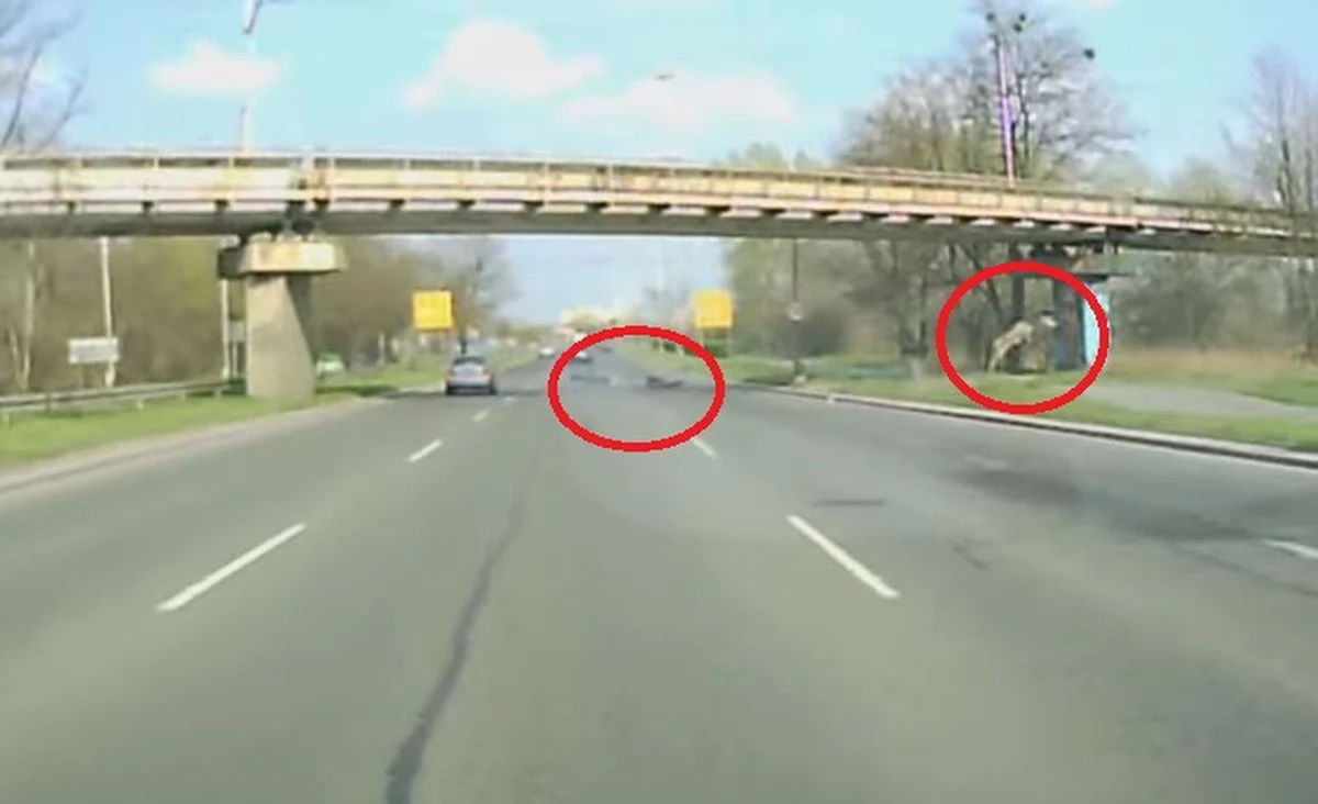 O ogromnym szczęściu może mówić motocyklista, w którego w niedzielę na al. Bolesława Krzywoustego we Wrocławiu wpadł jeleń. Nieprzytomny mężczyzna upadł na jezdnię, ale nie odniósł poważniejszych obrażeń.