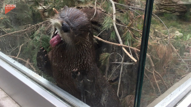 Wydra stała się główną atrakcją odwiedzających zoo. Wszystko dzięki jej zachowaniu. 