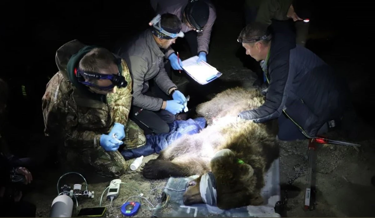 Specjaliści z Tatrzańskiego Parku Narodowego pomogli czeskim przyrodnikom odłowić tak zwanego "problemowego" niedźwiedzia. Niedźwiedzica w poszukiwaniu pożywienia odwiedzała miejscowości w czeskich Beskidach i zagrażała ich mieszkańcom. 