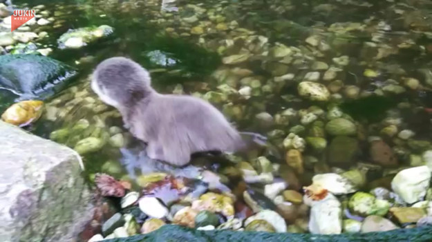 Młoda wydra po raz pierwszy stawia łapki w wodzie. Urocze, prawda?