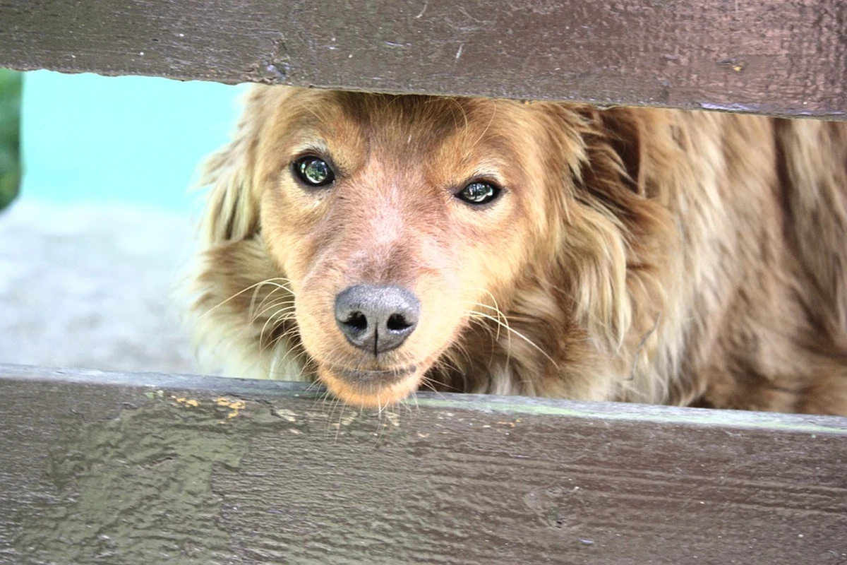 Policjanci zatrzymali 40-letniego mieszkańca gminy Baboszewo, który skatował łomem małego kundelka. Mężczyzna usłyszał zarzut zabicia psa ze szczególnym okrucieństwem.