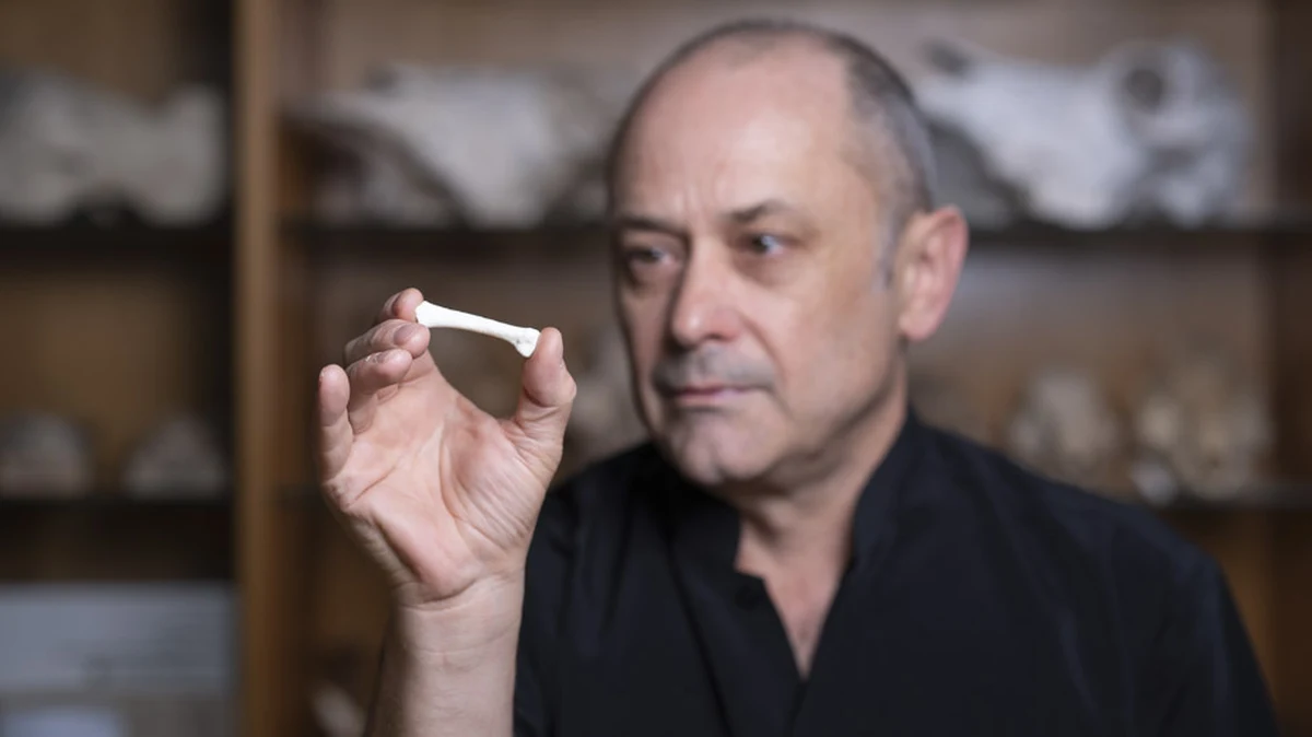 Mamy nowego krewnego. Odkrył go na Filipinach międzynarodowy zespół naukowców. Szczątki co najmniej dwóch dorosłych i dziecka z gatunku nazwanego Homo luzonensis odkryto w czasie wykopalisk w jaskini Callao na wyspie Luzon. Mają ponad 50 tysięcy lat. Zdaniem szefa zespołu badaczy, prof. Philipa Pipera z The Australian National University (ANU) to poważny przełom w badaniach ewolucji człowieka w Azji Południowo-Wschodniej. Pisze o tym w najnowszym numerze czasopismo "Nature".