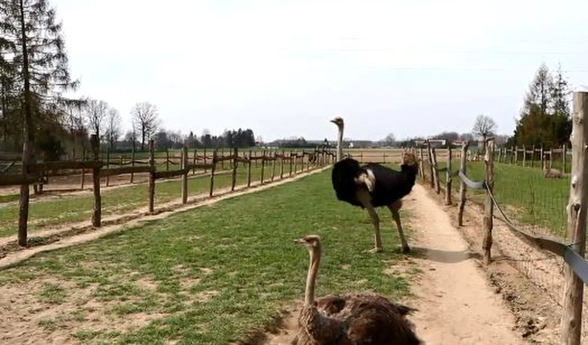 Trwa nasza wielkanocna akcja "Prezydenckie Pisanki"!  W jej ramach prezydenci polskich miast tworzą jedyne w swoim rodzaju pisanki. Są niepowtarzane z dwóch powodów. Po pierwsze trafią na specjalną aukcję, z której dochód przeznaczony będzie na ośrodek dla osób niepełnosprawnych w Radwanowicach. A po drugie pisanki będą ogromne, bo każdy z prezydentów dostał do ozdobienia…strusie jajo. Wszystkie te jajka pochodzą z hodowli strusi afrykańskich, która znajduje się w Drogomyślu w gminie Strumień na Śląsku Cieszyńskim.