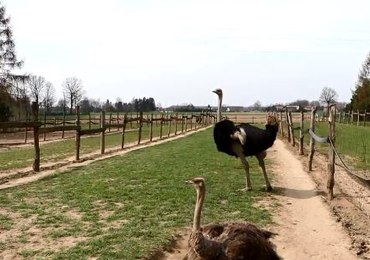 Tajemnice strusiej hodowli