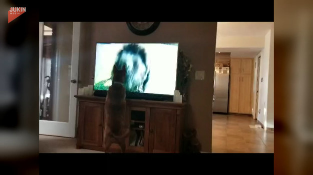 Pies z fascynacją ogląda szczeniaki w telewizji.