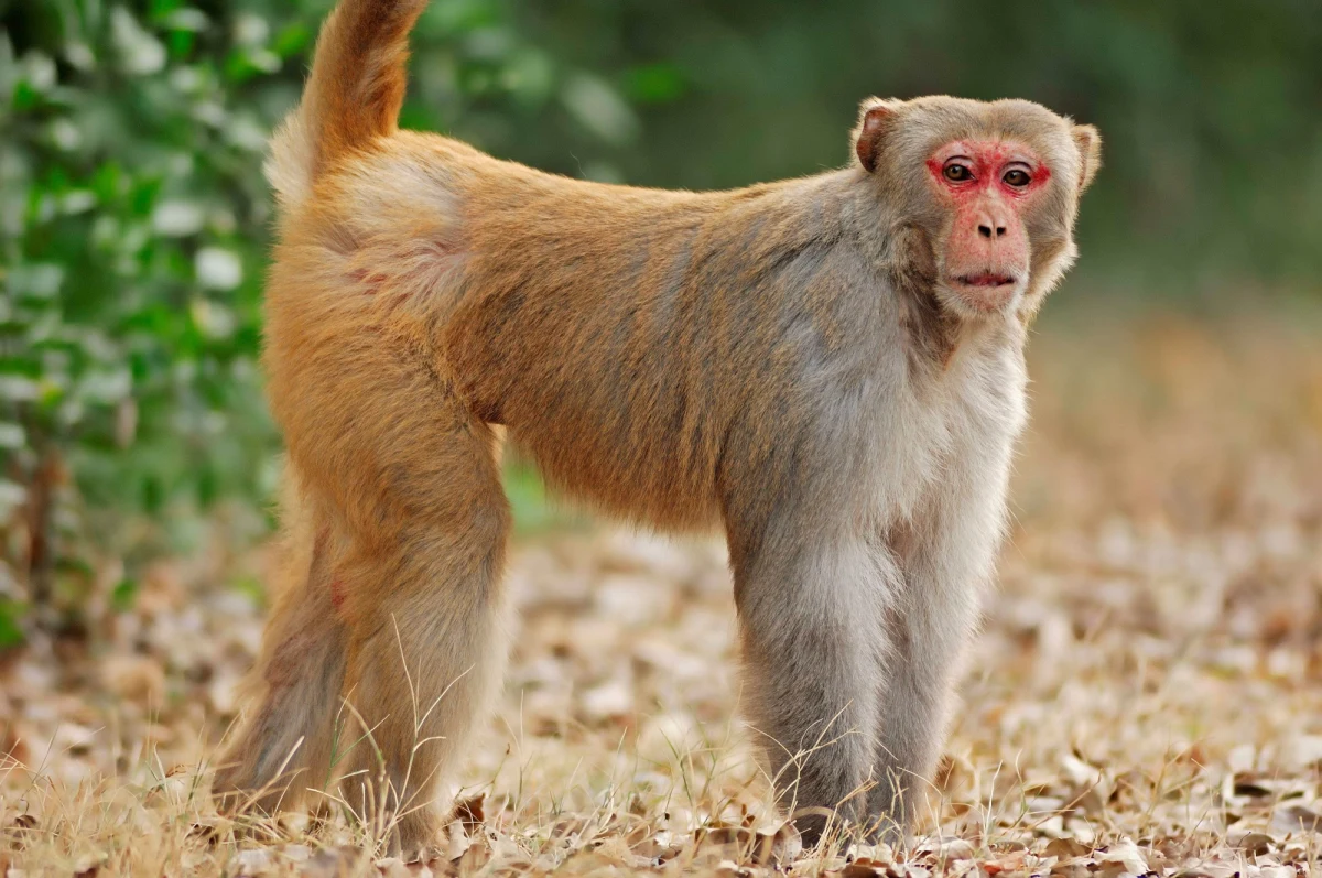 Chińscy naukowcy informują o wynikach kolejnych kontrowersyjnych badań genetycznych. Na łamach czasopisma "National Science Review" opublikowali wyniki badań rezusów, którym na etapie embrionalnym wszczepiono ludzki gen, istotny dla rozwoju mózgu. Chodziło o sprawdzenie, czy ludzki wariant genu MCPH1 może odpowiadać za szczególny rozwój ludzkiego mózgu i naszą inteligencję. Okazało się, że zmodyfikowane zwierzęta faktycznie wykazały w testach lepszą pamięć krótkotrwałą i szybszy czas reakcji.