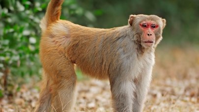 Chińscy naukowcy "uczłowieczyli" małpi mózg