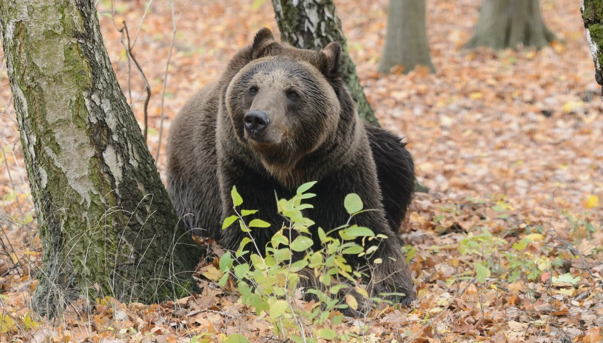 ​Groźna sytuacja w Bieszczadach. Niedźwiedź zaatakował mężczyznę spacerującego po lesie - informuje portal nowiny24.pl.