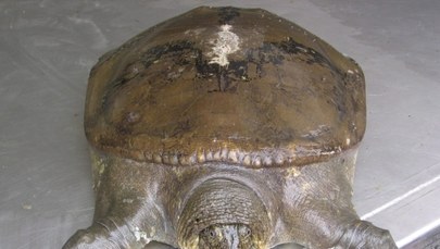 Zmarła ostatnia samica żółwiaka szanghajskiego 