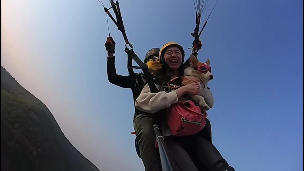W Chinach organizator przelotów paralotnią zaprasza do wspólnych lotów dla psy i ich właścicieli. Psy rasy corgi latają wraz z opiekunami od 2013 roku. Organizator przekonuje, że wspólne przeloty budują większą więź między psami a ich właścicielami. Do tej pory w niebo wzbiło się 1500 piesków.