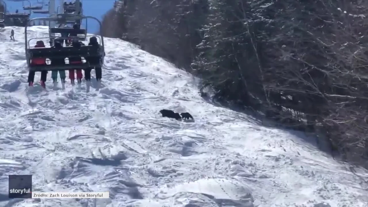 W Newry w amerykańskim stanie Maine niedźwiedzica wraz ze swoimi młodymi postanowiła sprawdzić stok narciarski w ośrodku Sunday River. Film nagrany przez kierownika ośrodka, Zacha Louisona pokazuje zwierzęta przyglądające się narciarzom, którzy wjeżdżają na górę wyciągiem krzesełkowym.