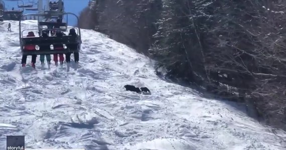 W Newry w amerykańskim stanie Maine niedźwiedzica wraz ze swoimi młodymi postanowiła sprawdzić stok narciarski w ośrodku Sunday River. Film nagrany przez kierownika ośrodka, Zacha Louisona pokazuje zwierzęta przyglądające się narciarzom, którzy wjeżdżają na górę wyciągiem krzesełkowym.