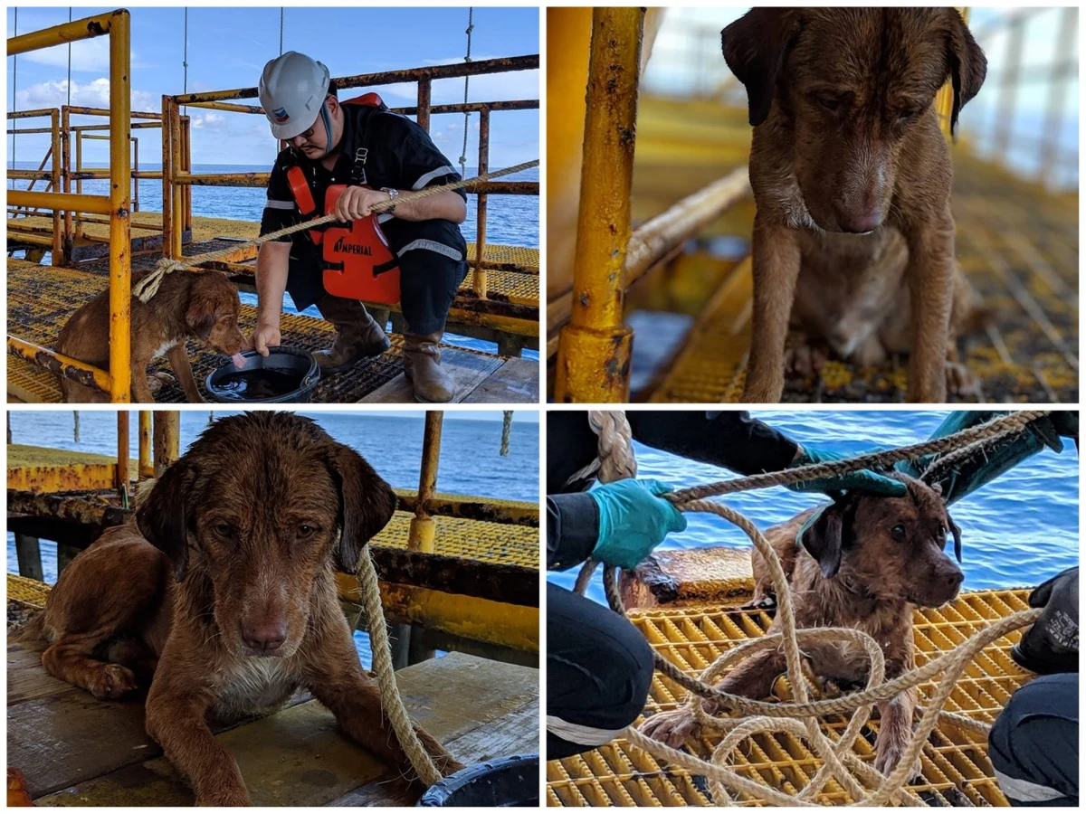 Pracownicy platformy wiertniczej uratowali psa dryfującego na morzu po wodach Zatoki Tajlandzkiej, 137 mil od brzegu, czyli ponad 220 km. 