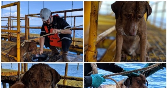 Pracownicy platformy wiertniczej uratowali psa dryfującego na morzu po wodach Zatoki Tajlandzkiej, 137 mil od brzegu, czyli ponad 220 km. 
