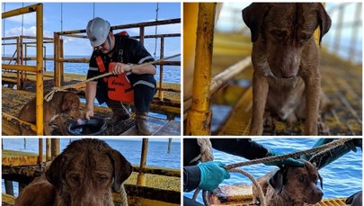 Pies dryfował w morzu. Uratowali go pracownicy platformy wiertniczej