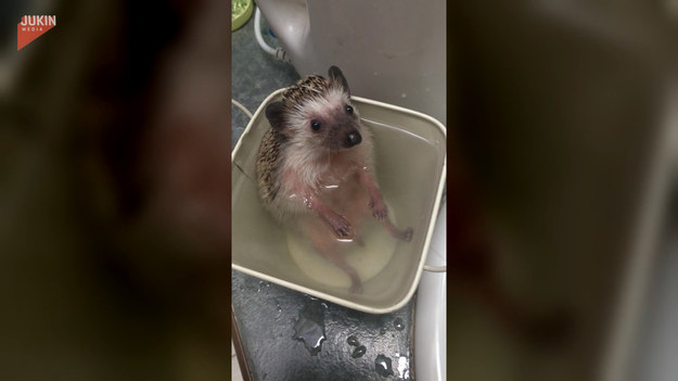 Ten mały jeż, postanowił zażyć relaksacyjnej kąpieli w mini wannie zrobionej przez właścicieli. Urocze, prawda?