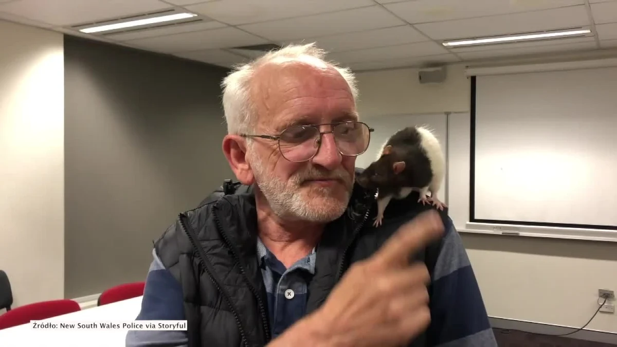 Funkcjonariusze policji z Sydney przeprowadzili akcję poszukiwawczą zaginionego szczura. Jego zaginięcie, a właściwie jej – bo to samiczka – zgłosił właściciel, bezdomny mężczyzna.