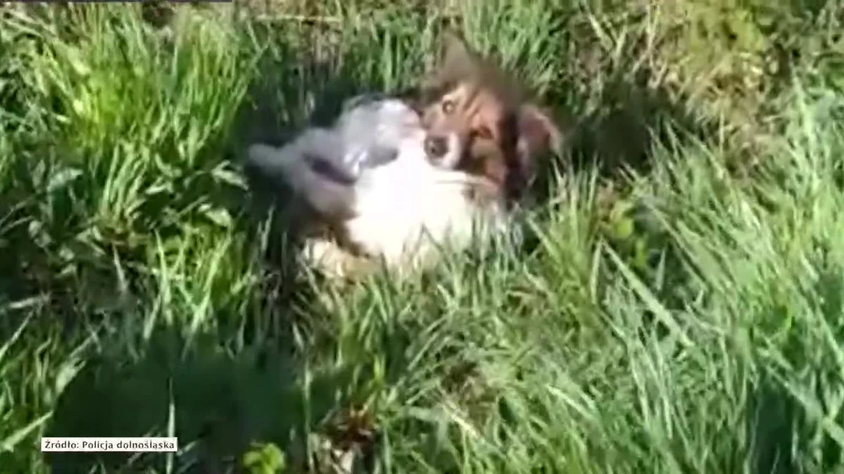 Kierowca, widząc samotnie błąkającego się przy drodze psa, wezwał policję. Kiedy na miejsce przyjechali dzielnicowi, okazało się, że zwierzę czuwa przy innym czworonogu, prawdopodobnie potrąconym przez samochód. 