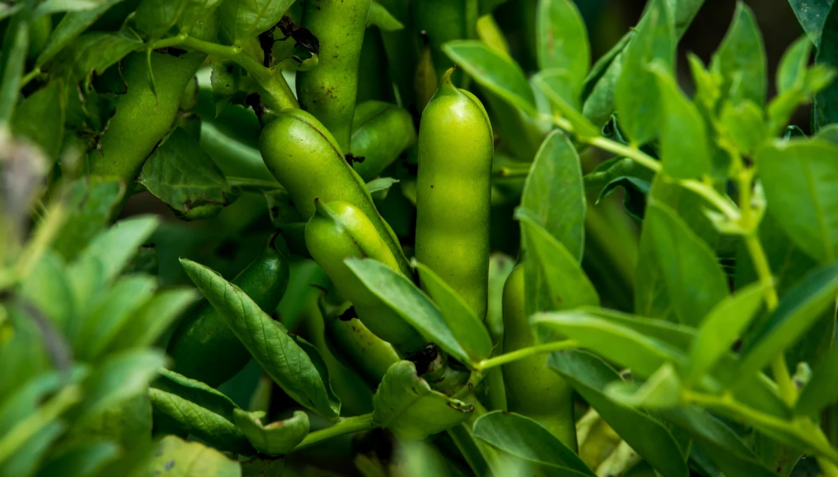 Burmistrz miasta Sesto Fiorentino w Toskanii zabronił uprawy bobu w promieniu 300 metrów od domu dziecka, które jest uczulone na tę roślinę. Nakazał, aby właściciele okolicznych terenów, gdzie znajdują się jej uprawy, całkowicie je zlikwidowali.