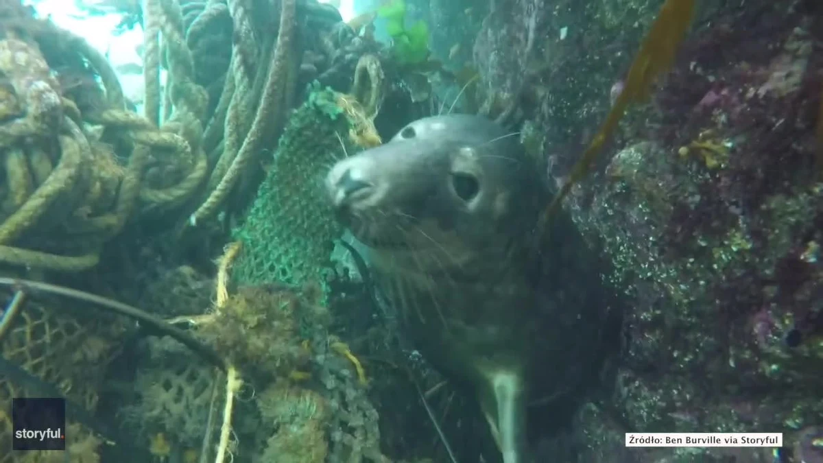 Płetwonurek Ben Burville uwiecznił walkę foki o uwolnienie się z resztek sieci rybackiej u wybrzeża Anglii. Zwierzę uwięzło w linach, jednak udało mu się wyplątać i bezpiecznie odpłynąć.