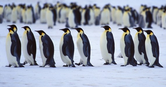 Druga co do wielkości kolonia pingwinów cesarskich praktycznie zniknęła po tym, jak zawalił się pod nimi lód i utonęły tysiące piskląt. Dorosłe osobniki musiały także zmienić miejsce bytowania.