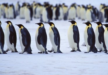 Zniknęła jedna z największych kolonii pingwinów cesarskich. Tysiące piskląt utonęły