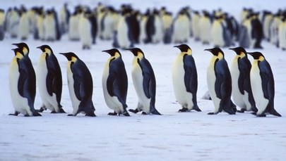 Zniknęła jedna z największych kolonii pingwinów cesarskich. Tysiące piskląt utonęły