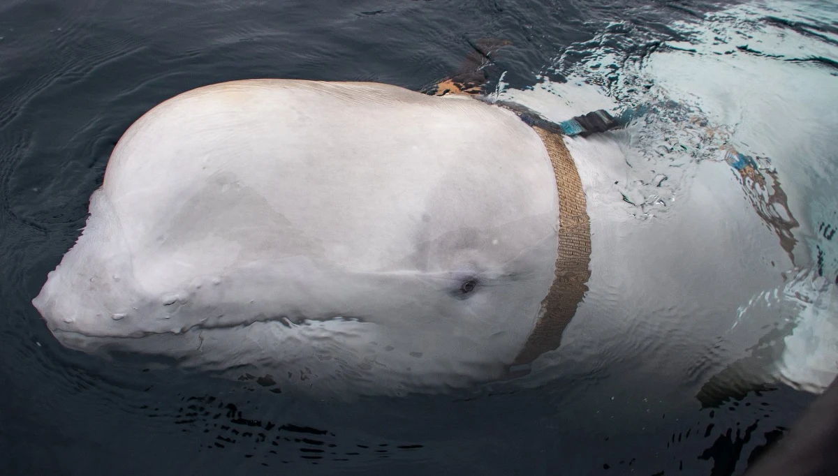 ​Norwedzy znaleźli białego wieloryba u wybrzeży kraju, który miał na sobie uprząż, na której zazwyczaj mocuje się kamerę GoPro. Etykieta na sprzęcie sugeruje, że pochodzi on z Petersburga.