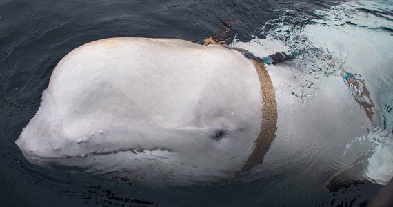​Norwedzy znaleźli białego wieloryba u wybrzeży kraju, który miał na sobie uprząż, na której zazwyczaj mocuje się kamerę GoPro. Etykieta na sprzęcie sugeruje, że pochodzi on z Petersburga.