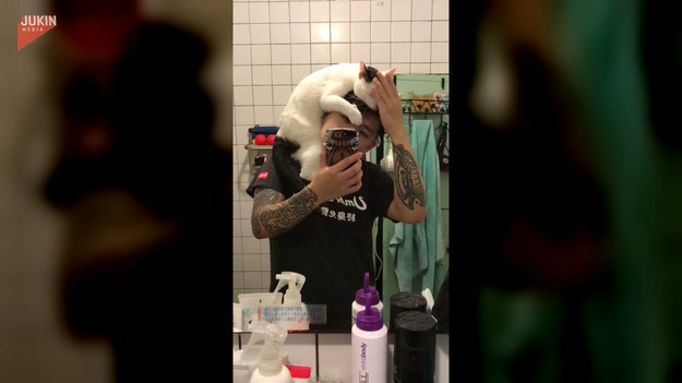 Kot, gdy widzi, że jego opiekun ma świeżo umyte włosy, wskakuje mu na głowę i za nic w świecie nie chce zejść. O co tu chodzi? 