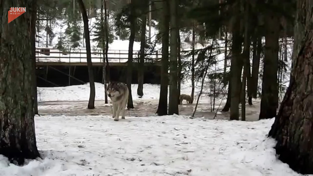 Mężczyzna spotkał się oko w oko z wilkami. Finał zaskakuje!