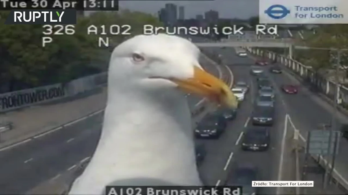 Mewa zasłoniła kamerkę, która odpowiada za monitorowanie ruchu na jednej z ulic w Londynie. Wideo w sieci zamieściła odpowiadający za transport w stolicy Wielkiej Brytanii instytucja Transport for London. Od razu stało się hitem internetu.