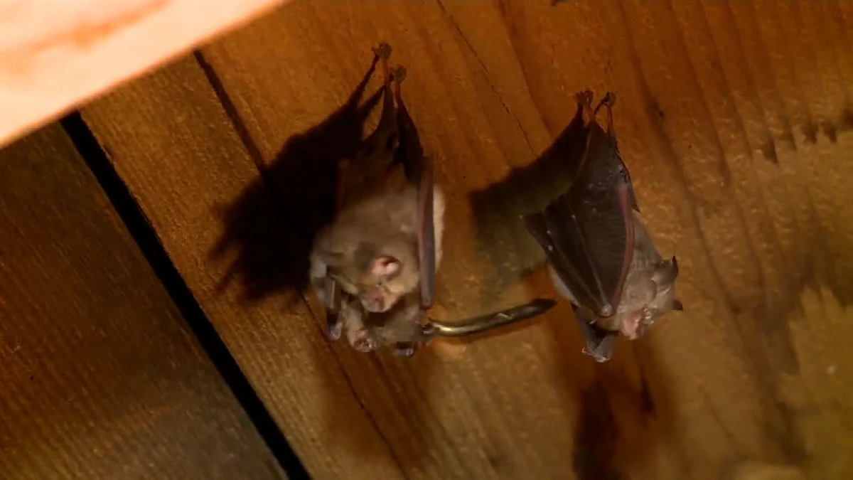 Około 300 nietoperzy od dziewięciu lat co roku wraca na poddasze gimnazjum w Brennej w Beskidach. A na początku czerwca ich liczba jeszcze się zwiększy, bo wtedy na świat przychodzą młode. Mieszkańców Brennej cieszy widok skrzydlatych gości na ich strychach. Katarzyna Macura z Urzędu Gminy w Brennej poinformowała, że nietoperze można podglądać na żywo za pośrednictwem kamer.