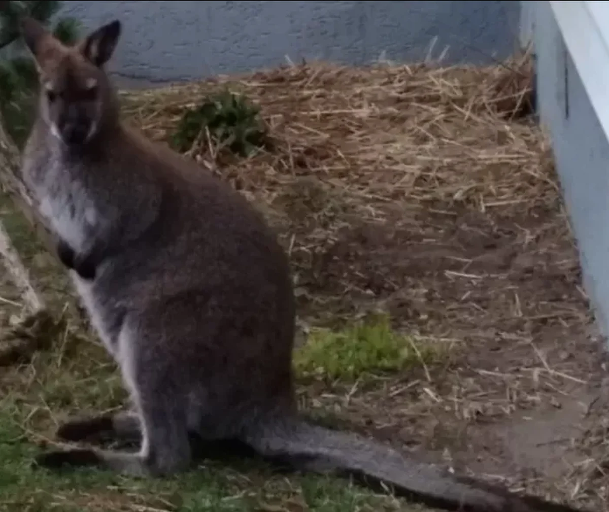 Wciąż trwają poszukiwania małego kangura, który w czwartek rano uciekł w Czarnieckiej Górze w Świętokrzyskiem. Jak mówi pan Tomasz, właściciel zwierzątka, to wyścig z czasem, bo w województwie świętokrzyskim nie udało mu się znaleźć weterynarza, który podjąłby się udziału w akcji schwytania kangurka.
