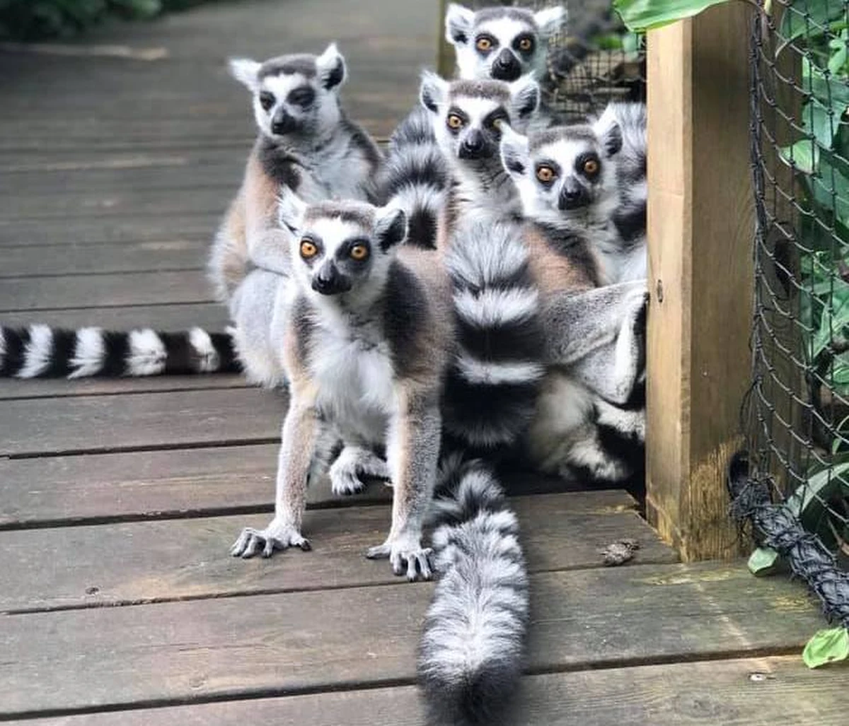 Norweska policja wydała komunikat o poszukiwaniu pięciu zbiegów. To lemury, które zniknęły z niewielkiego zoo Den lille dyrehage w miejscowości Aust-Agder.