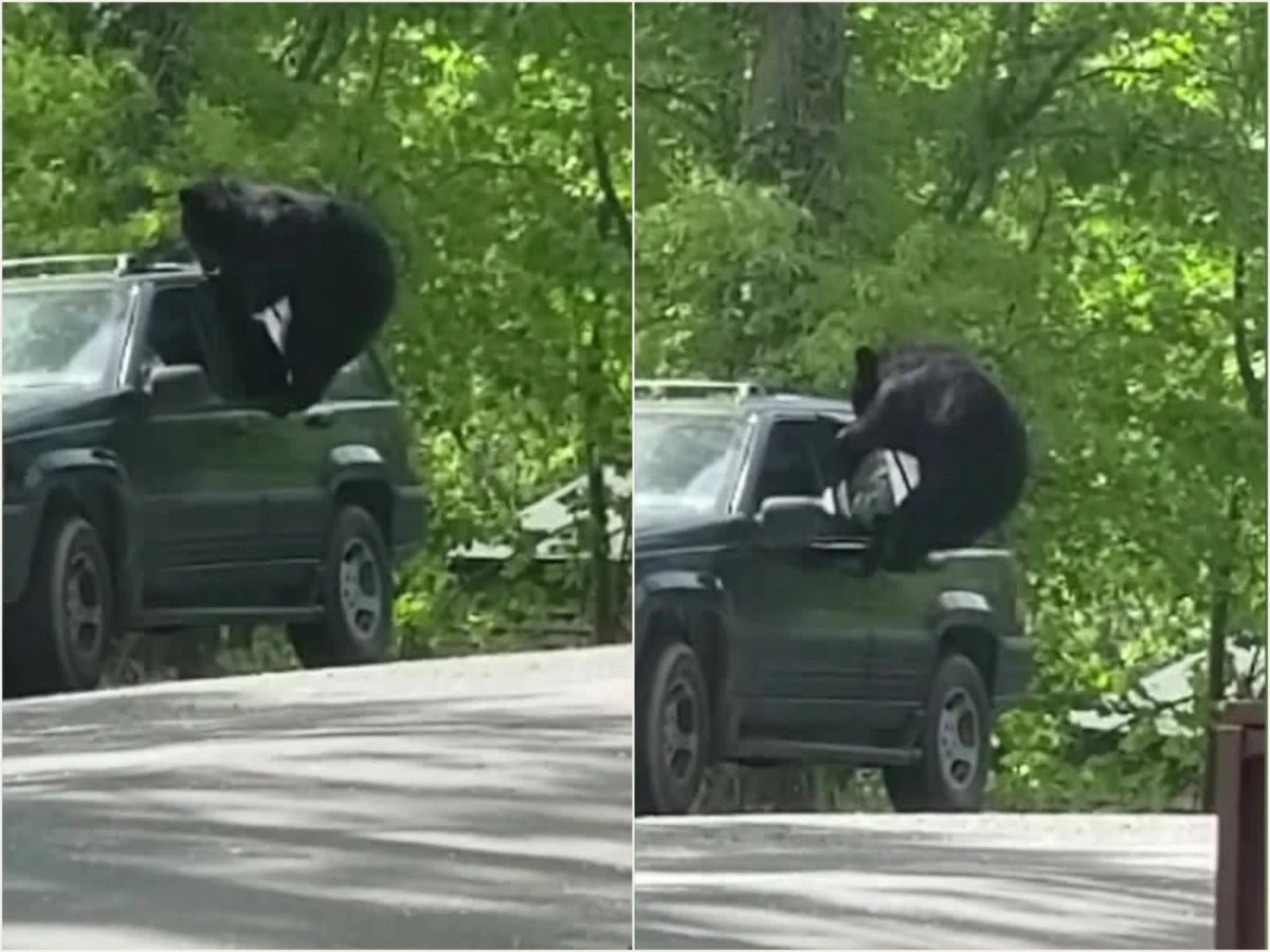 Niedźwiedź z Tennessee próbował dostać się do wnętrza zaparkowanego samochodu. Zwierzę zdołało nawet wyrwać uszczelkę, ale nie było w stanie wyłamać lekko uchylonej szyby. Ostatecznie miś poddał się po kilku minutach walki. Niedźwiedzie w tej okolicy często próbują dostać się do wnętrza pojazdów w poszukiwaniu jedzenia, dlatego mieszkańcom i turystom zaleca się pozostawianie samochodów z zamkniętymi drzwiami i oknami.