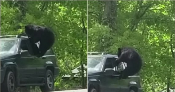 Niedźwiedź z Tennessee próbował dostać się do wnętrza zaparkowanego samochodu. Zwierzę zdołało nawet wyrwać uszczelkę, ale nie było w stanie wyłamać lekko uchylonej szyby. Ostatecznie miś poddał się po kilku minutach walki. Niedźwiedzie w tej okolicy często próbują dostać się do wnętrza pojazdów w poszukiwaniu jedzenia, dlatego mieszkańcom i turystom zaleca się pozostawianie samochodów z zamkniętymi drzwiami i oknami.